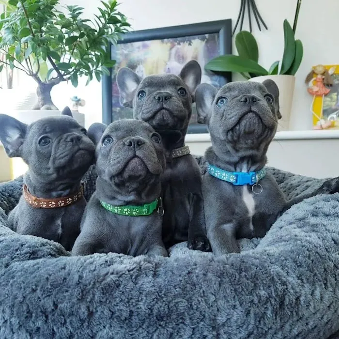 Elegant French Bulldog puppies Picture 3