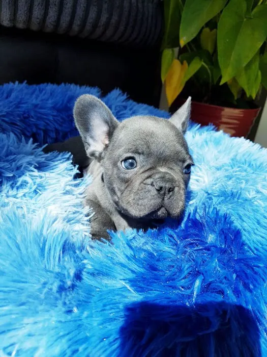 Elegant French Bulldog puppies Picture 1
