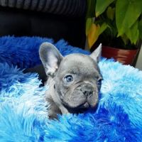 Elegant French Bulldog puppies ico