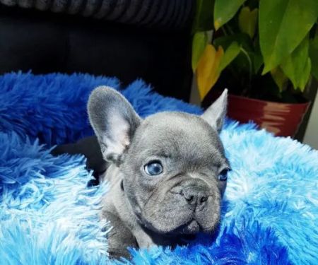 Elegant French Bulldog puppies