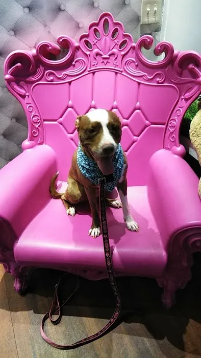 My Pets Wellness — Chelsea Picture 5