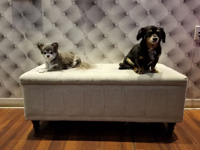 My Pets Wellness — Chelsea Picture 1
