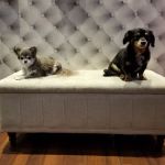 My Pets Wellness — Chelsea