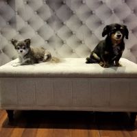 My Pets Wellness — Chelsea ico