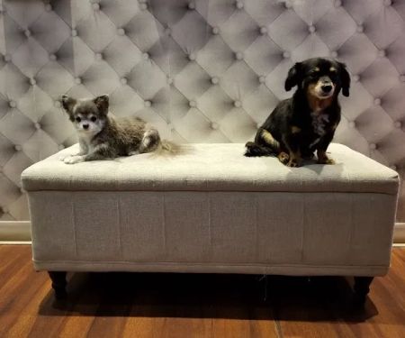 My Pets Wellness — Chelsea
