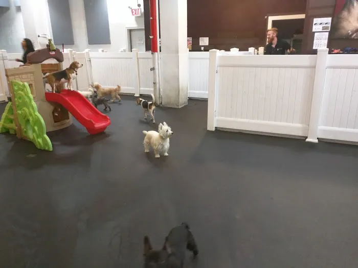 My Pets Wellness — Chelsea Picture 3