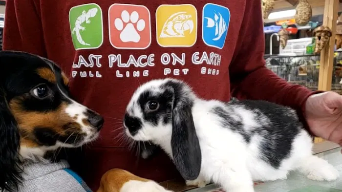 Last Place On Earth Petshop Picture 4
