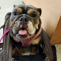 Gramercy Park Animal Hospital ico
