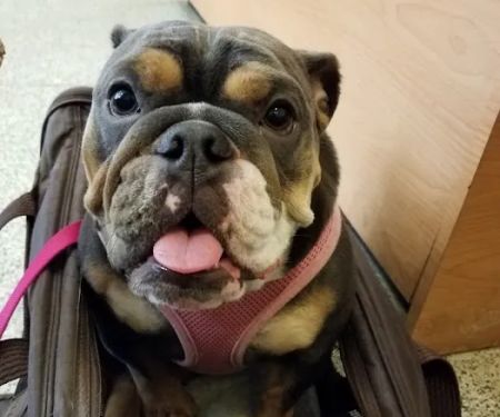 Gramercy Park Animal Hospital