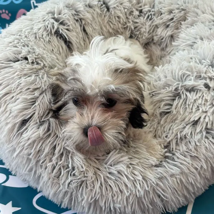 Waggles Charlotte Picture 5