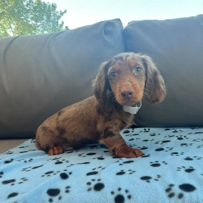 Waggles Charlotte Picture 2