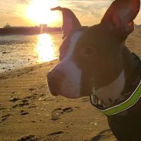 VEG ER for Pets ico