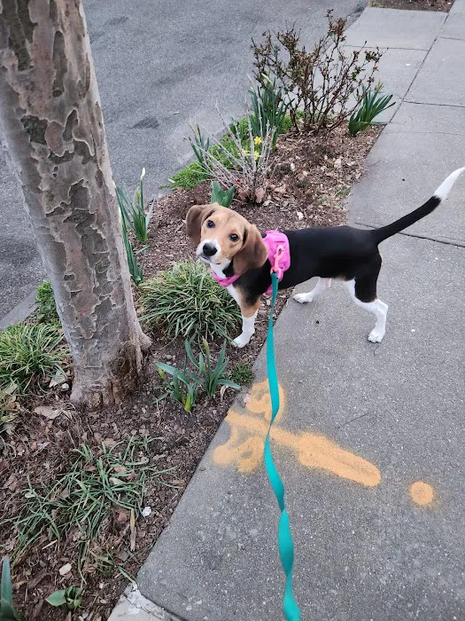 VEG ER for Pets Picture 5
