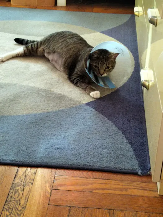 VEG ER for Pets Picture 3