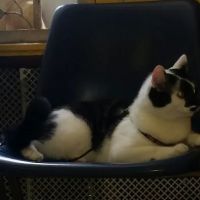 Canarsie Animal Hospital ico