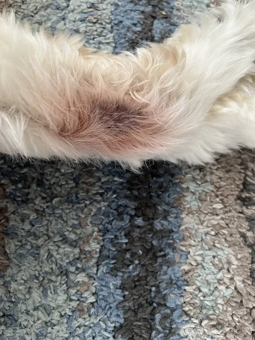 Canarsie Animal Hospital Picture 3