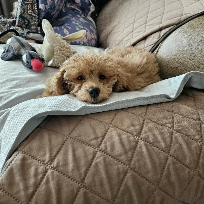 Happy Puppy Universe Charlotte Picture 9