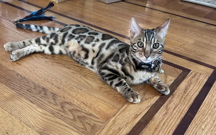 LaVieAnge Bengal Cats and Kittens Cattery Picture 1