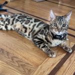 LaVieAnge Bengal Cats and Kittens Cattery