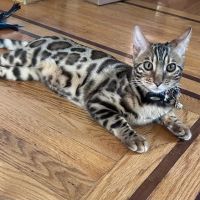 LaVieAnge Bengal Cats and Kittens Cattery ico