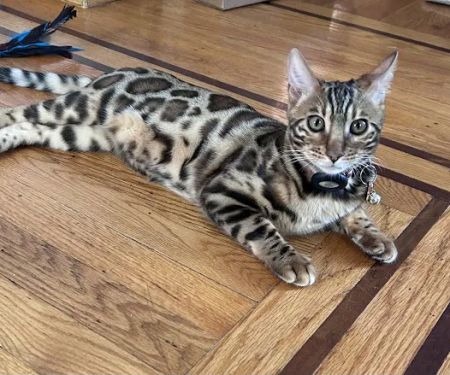 LaVieAnge Bengal Cats and Kittens Cattery