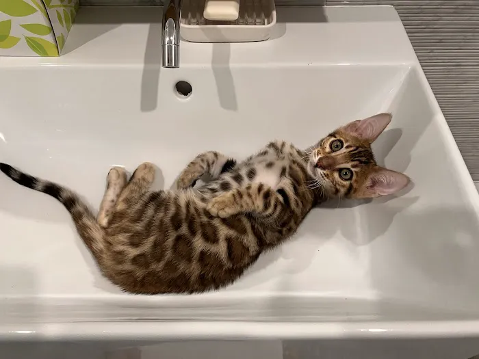 LaVieAnge Bengal Cats and Kittens Cattery Picture 2