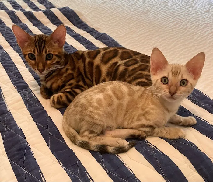 LaVieAnge Bengal Cats and Kittens Cattery Picture 4