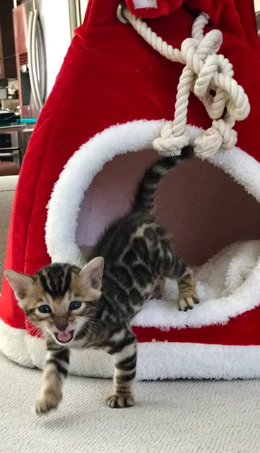 LaVieAnge Bengal Cats and Kittens Cattery Picture 7