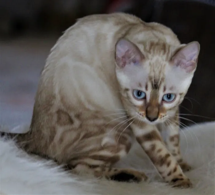 LaVieAnge Bengal Cats and Kittens Cattery Picture 5