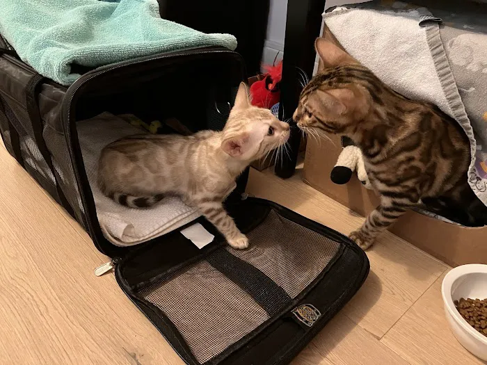 LaVieAnge Bengal Cats and Kittens Cattery Picture 10