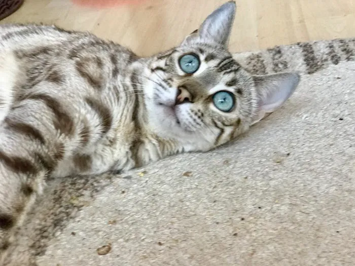 LaVieAnge Bengal Cats and Kittens Cattery Picture 3