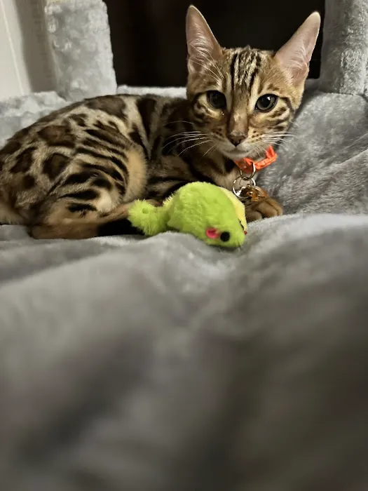 LaVieAnge Bengal Cats and Kittens Cattery Picture 8