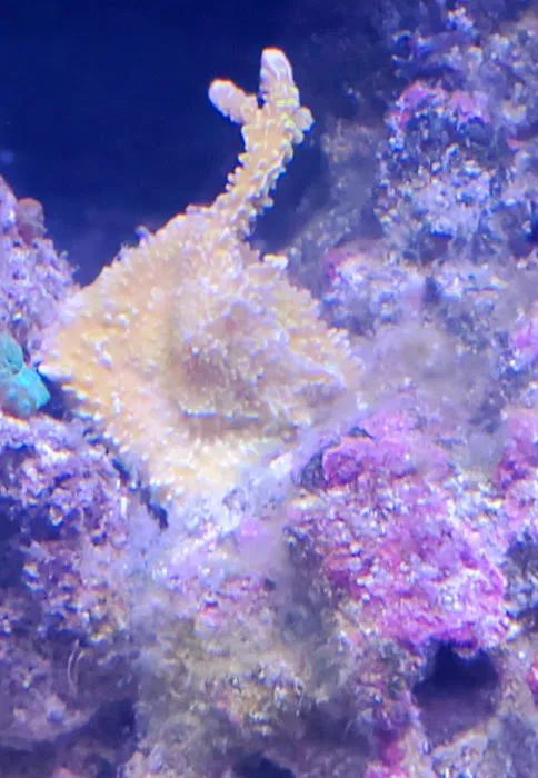 TRSCAquatics Picture 5