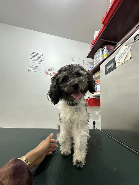 Bedford Stuyvesant Veterinary Clinic Picture 3