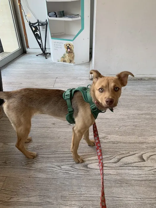 Bedford Stuyvesant Veterinary Clinic Picture 6