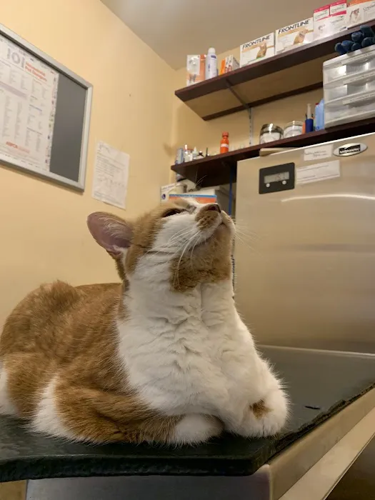 Bedford Stuyvesant Veterinary Clinic Picture 4