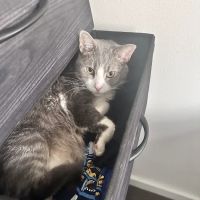 Bedford Stuyvesant Veterinary Clinic ico