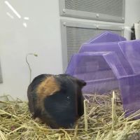 Petco ico