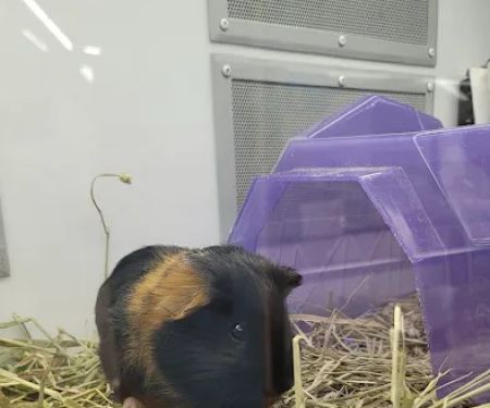 Petco