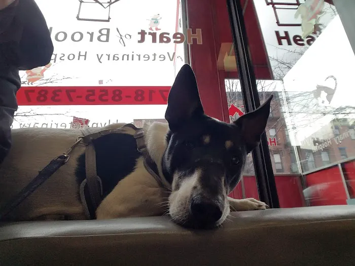 Heart of Brooklyn Veterinary Hospital - Fort Greene Picture 7