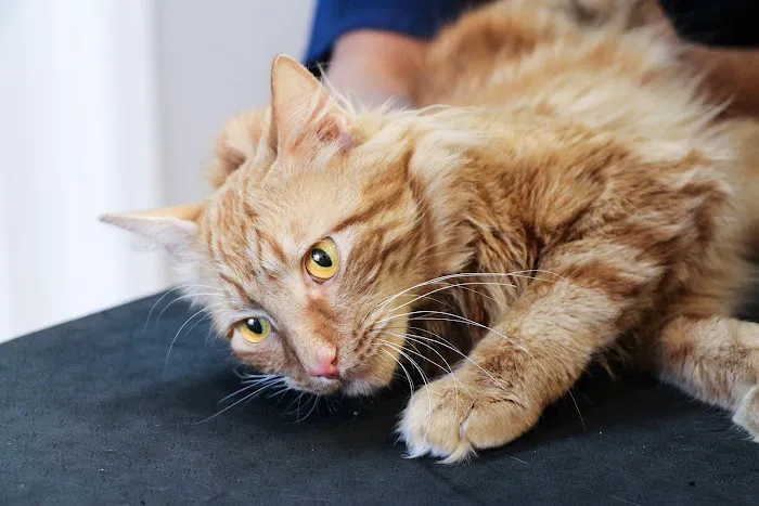 Pure Paws Veterinary Care of Clinton Hill Picture 5