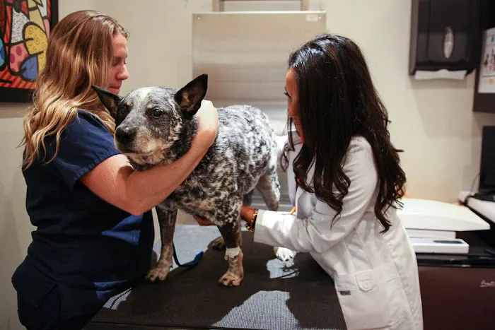 Pure Paws Veterinary Care of Clinton Hill Picture 2