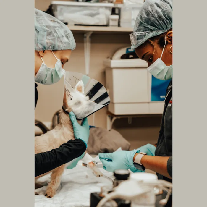 Pure Paws Veterinary Care of Clinton Hill Picture 10
