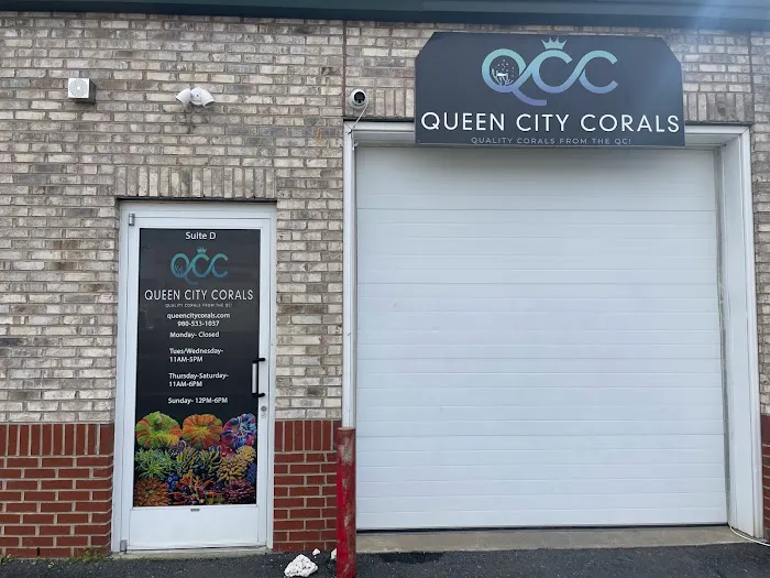 Queen City Corals Picture 1