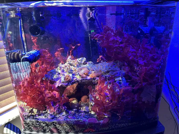 Queen City Corals Picture 5