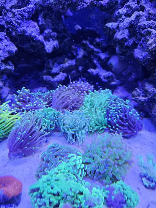 Queen City Corals Picture 4