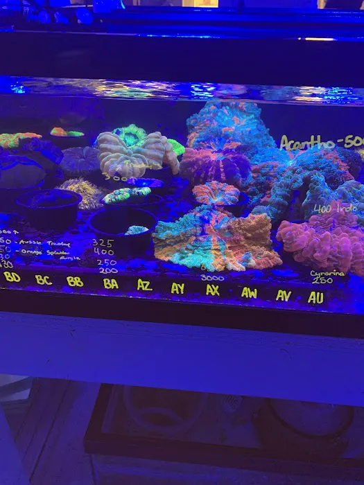 Queen City Corals Picture 8