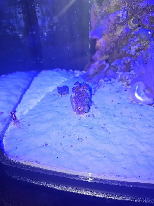 Queen City Corals Picture 6