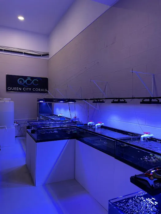 Queen City Corals Picture 3