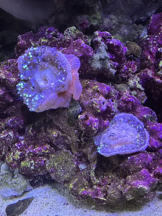 Queen City Corals Picture 10